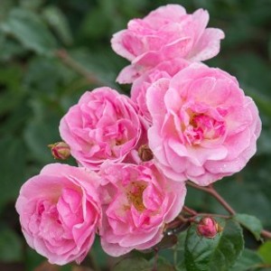 PINK ACE (miniature)
